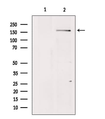 ADGRB1 / BAI1 Antibody