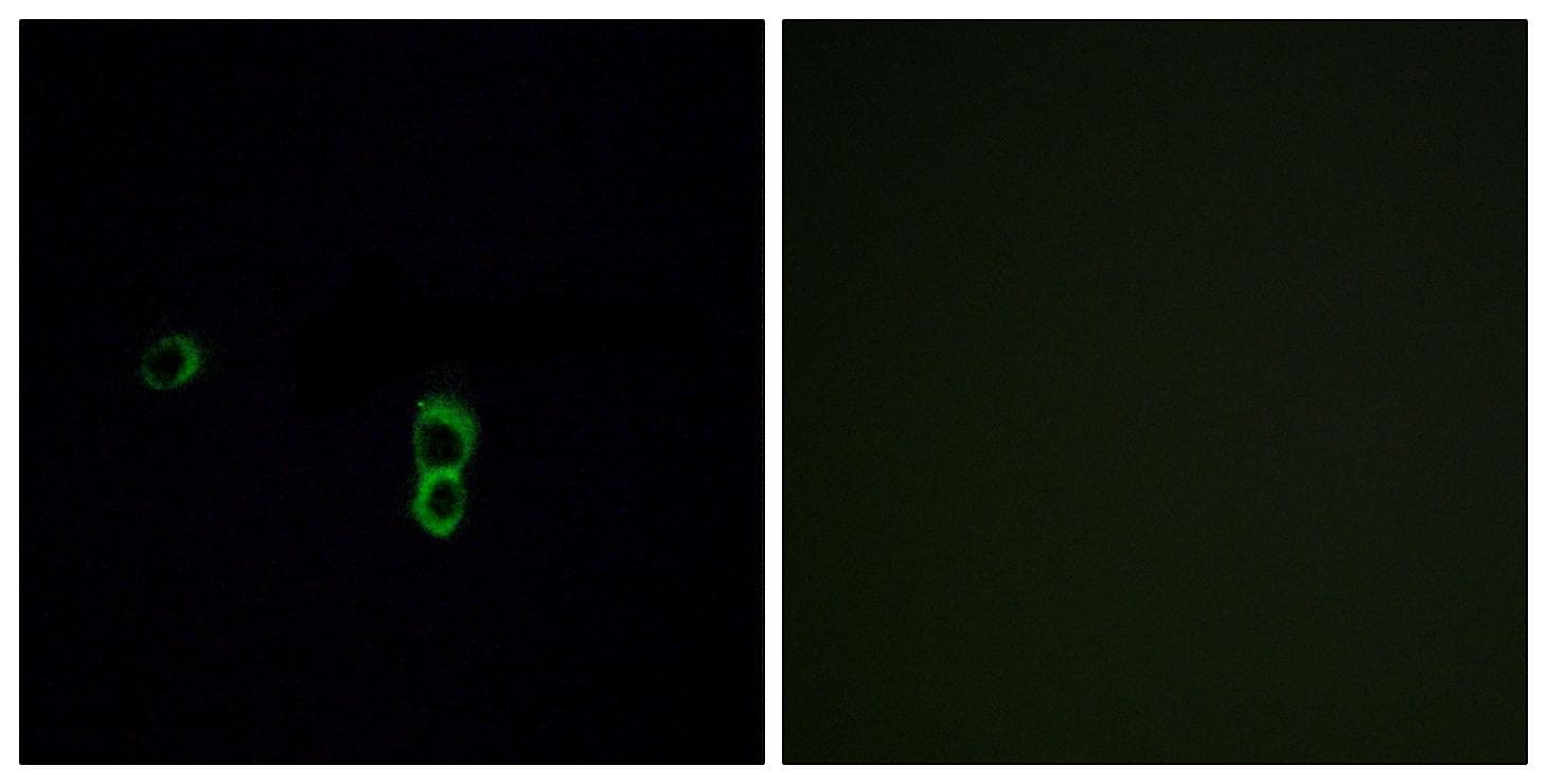 Polyclonal Rabbit anti-Human OR9Q1 Antibody (IF, WB)