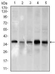 PCNA Antibody (aa53-196, clone 7H4F8)