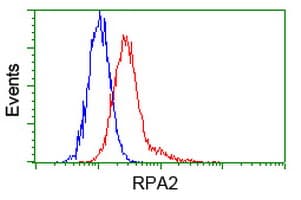 RPA2 / RFA2 / RPA34 Antibody (clone OTI8B3)