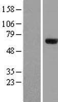ZNF18 Protein (Over-Expression Lysate Myc-DDK (Flag))