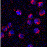 SRSF3 / SRP20 Antibody