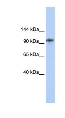 BBX Antibody (aa720-769)
