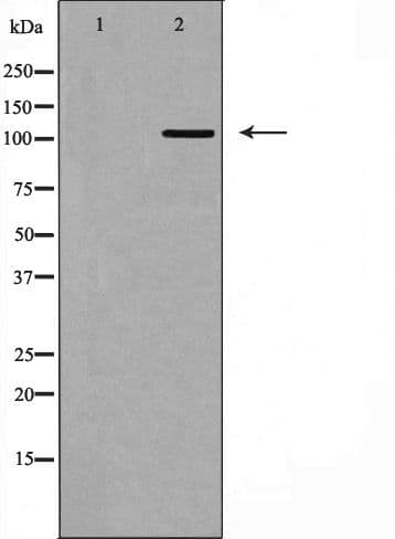 ITGA3 / CD49c Antibody