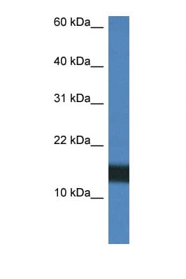 H2AFZ / H2A.z Antibody (C-Terminus)