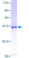 Human NUDT4 Protein (Recombinant GST)