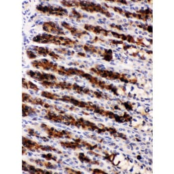NUCB2 / Nucleobindin 2 Antibody (aa25-106)