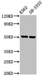 IHC-plus™ GPA33 / A33 Antibody
