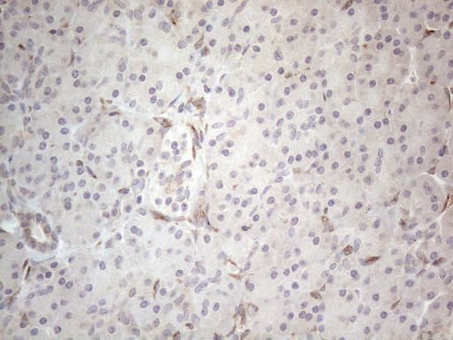 RBMS1 Antibody (clone OTI2H1)