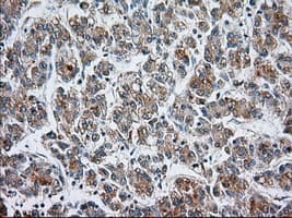 CYP1A2 Antibody (clone OTI1E12)
