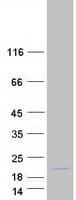 Human MRPL30 Protein (Recombinant Myc-DDK (Flag))