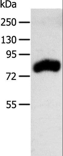 RPAP3 / FLJ21908 Antibody