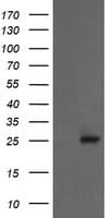 PSMA2 Antibody (aa50-234, clone OTI4D12, Carrier-free)