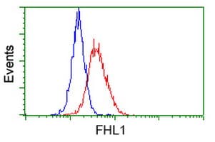 Monoclonal Mouse anti-Human SLIM / FHL1 Antibody (clone OTI3G7, IF, WB)