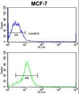 HMGIY / HMGA1 Antibody (aa64-93)
