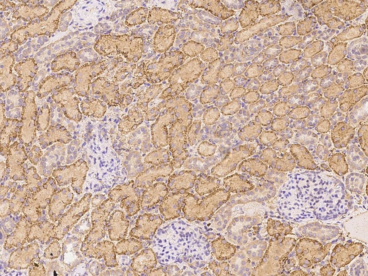 SDC1 / Syndecan 1 / CD138 Antibody (Preservative Free)