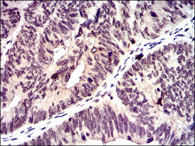 ID2 Antibody (aa1-134, clone 4E12G5)