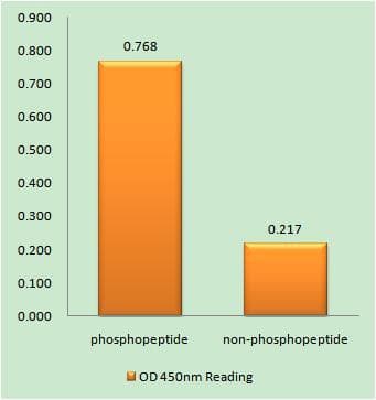MCL1 / MCL 1 Antibody (phospho-Ser159)