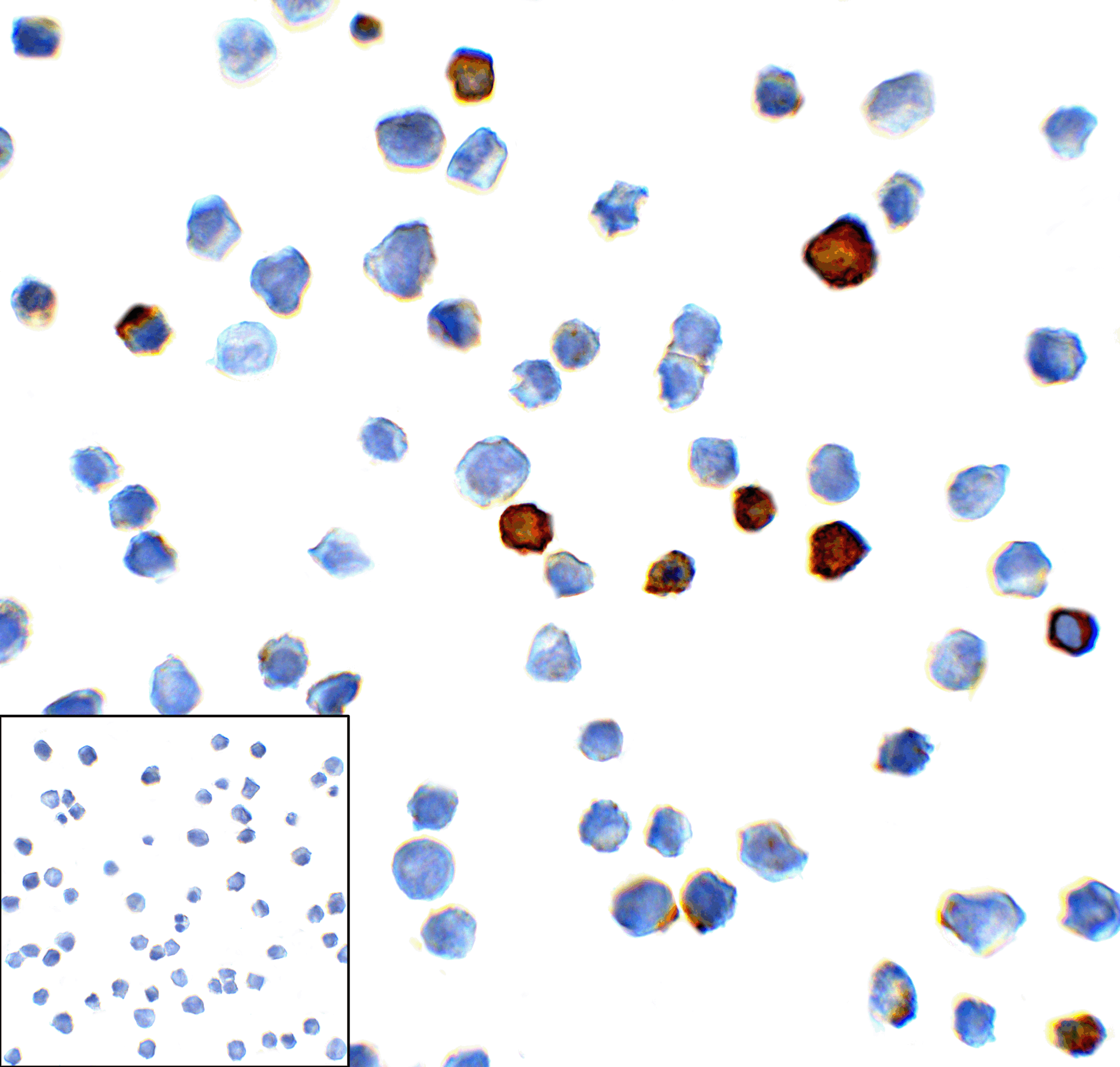 HAVCR2 / TIM-3 Antibody (clone 2A6)