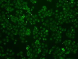 ID3 Antibody (clone OTI7B6)