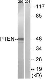 PTEN Antibody (p380/382/383)