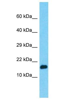 PPIAL4G Antibody (aa108-157)