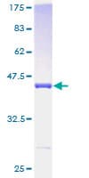 Human PDE6D / PDE6 Delta Protein (Recombinant GST)