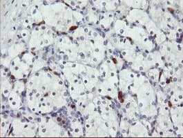 SENP2 Antibody (clone OTI5E1)