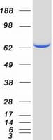 Human AICAR / ATIC Protein (Recombinant Myc-DDK (Flag))