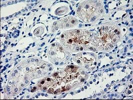 PDE6G / PDE6 Gamma Antibody (clone OTI2F5, Carrier-free)