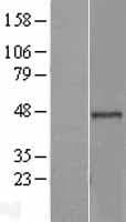 BRCC45 / BRE Protein (Over-Expression Lysate Myc-DDK (Flag))