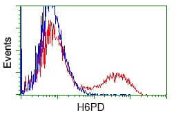 IHC-plus™ H6PD / G6PDH Antibody (clone 1H6)