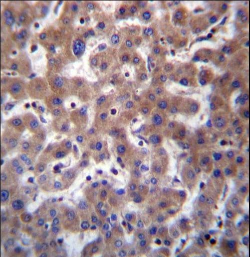 TMBIM1 Antibody (aa68-97)