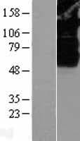 SV2B Protein (Over-Expression Lysate Myc-DDK (Flag))