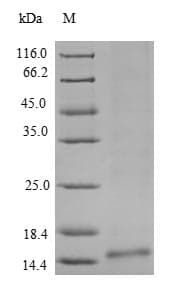Ceratopteris richardii Cyanovirin-N homolog Protein (Recombinant)
