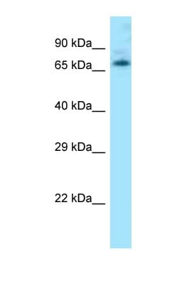 LEO1 Antibody (N-Terminus)
