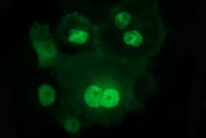 IL1A / IL-1 Alpha Antibody (clone OTI2F8)