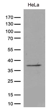 TAF1A Antibody (clone OTI8C10)