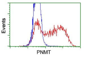 PNMT Antibody (clone OTI1B7)