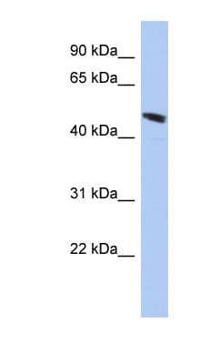 SPATA6L Antibody (aa229-278)
