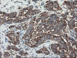 GCP60 / ACBD3 Antibody (clone OTI5F9)