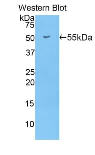 PDI / P4HB Antibody (aa269-507, PE)