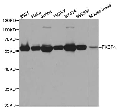 FKBP4 / FKBP52 Antibody