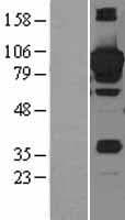 STAT3 Protein (Over-Expression Lysate Myc-DDK (Flag))