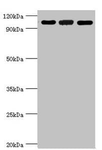 EFTUD2 Antibody