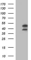 IDO2 / INDOL1 Antibody (clone OTI2B9, Carrier-free)