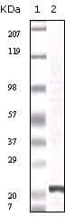 Monoclonal Mouse anti-Human FGF2 / Basic FGF Antibody (clone 2H5G2C11, IHC, WB)