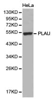 PLAU / Urokinase / uPA Antibody