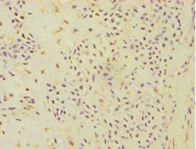 ATP5J Antibody (aa1-108)
