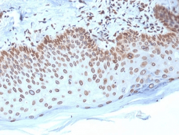 EMD / Emerin Antibody (clone EMD/2168, Azide-free, BSA-free)